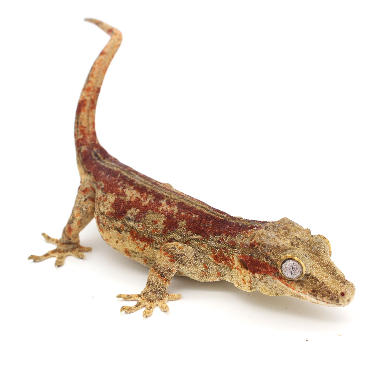 Gargoyle Gecko