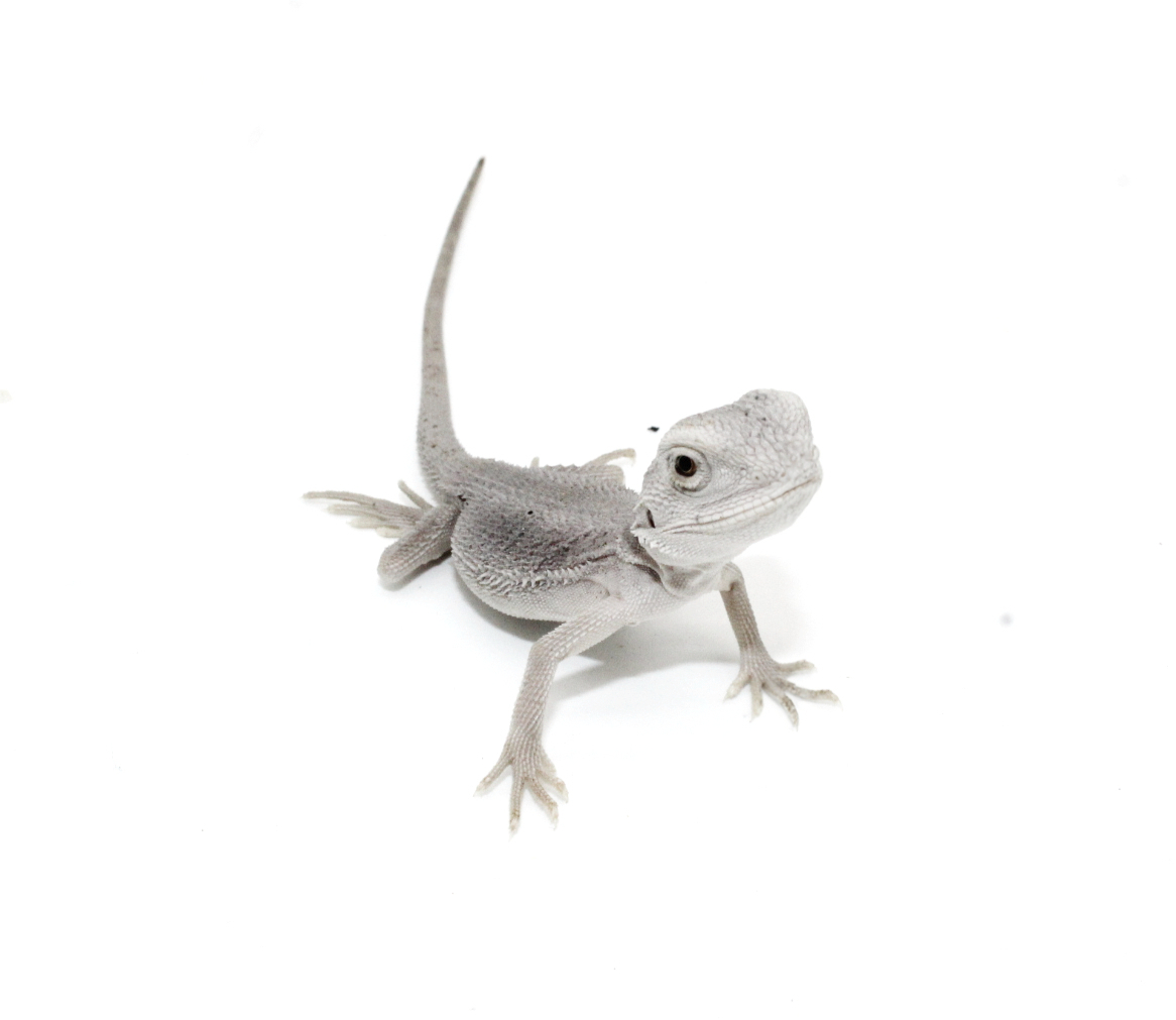 Bearded Dragons for Sale 7