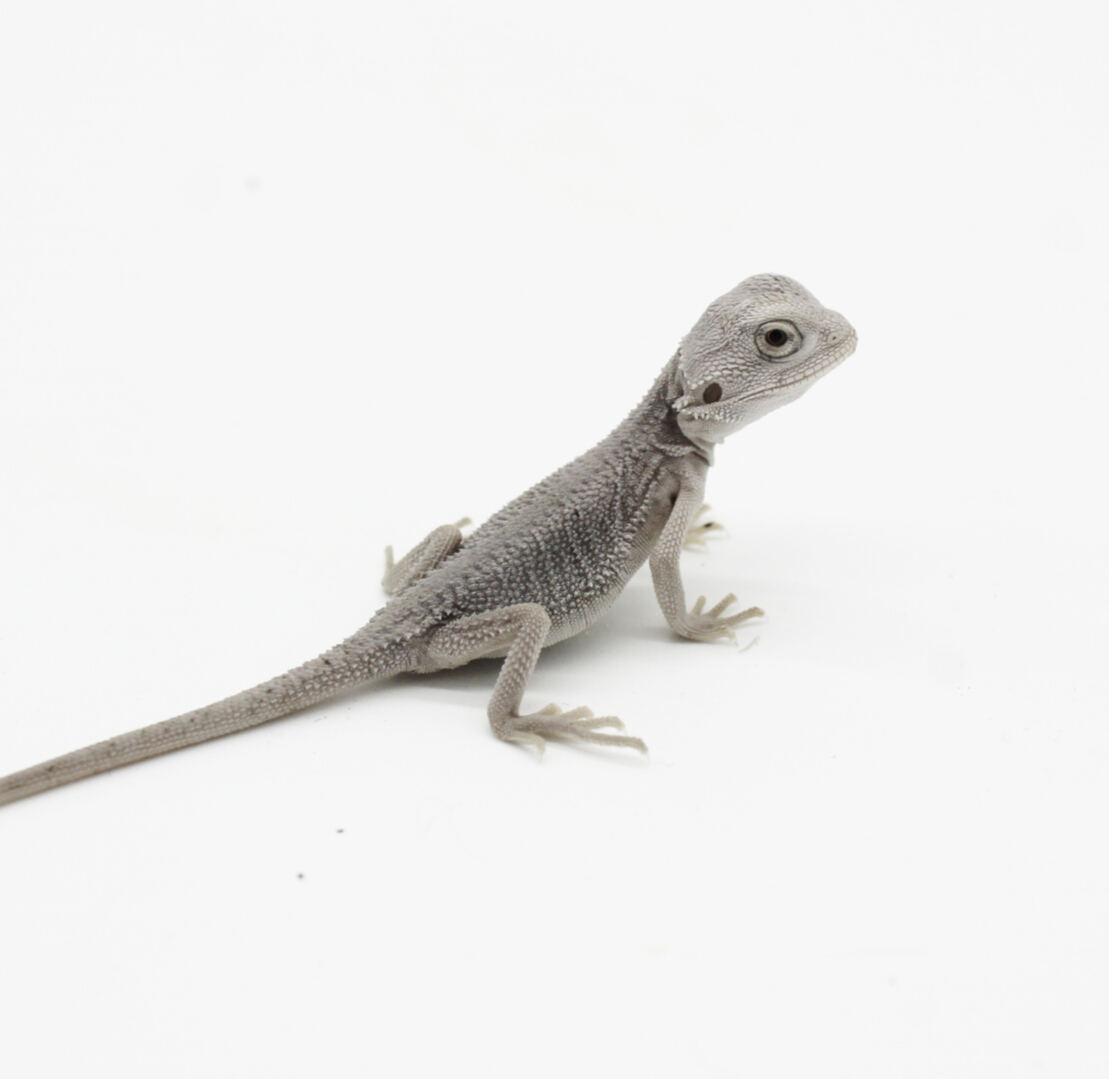 Bearded Dragons for Sale 8