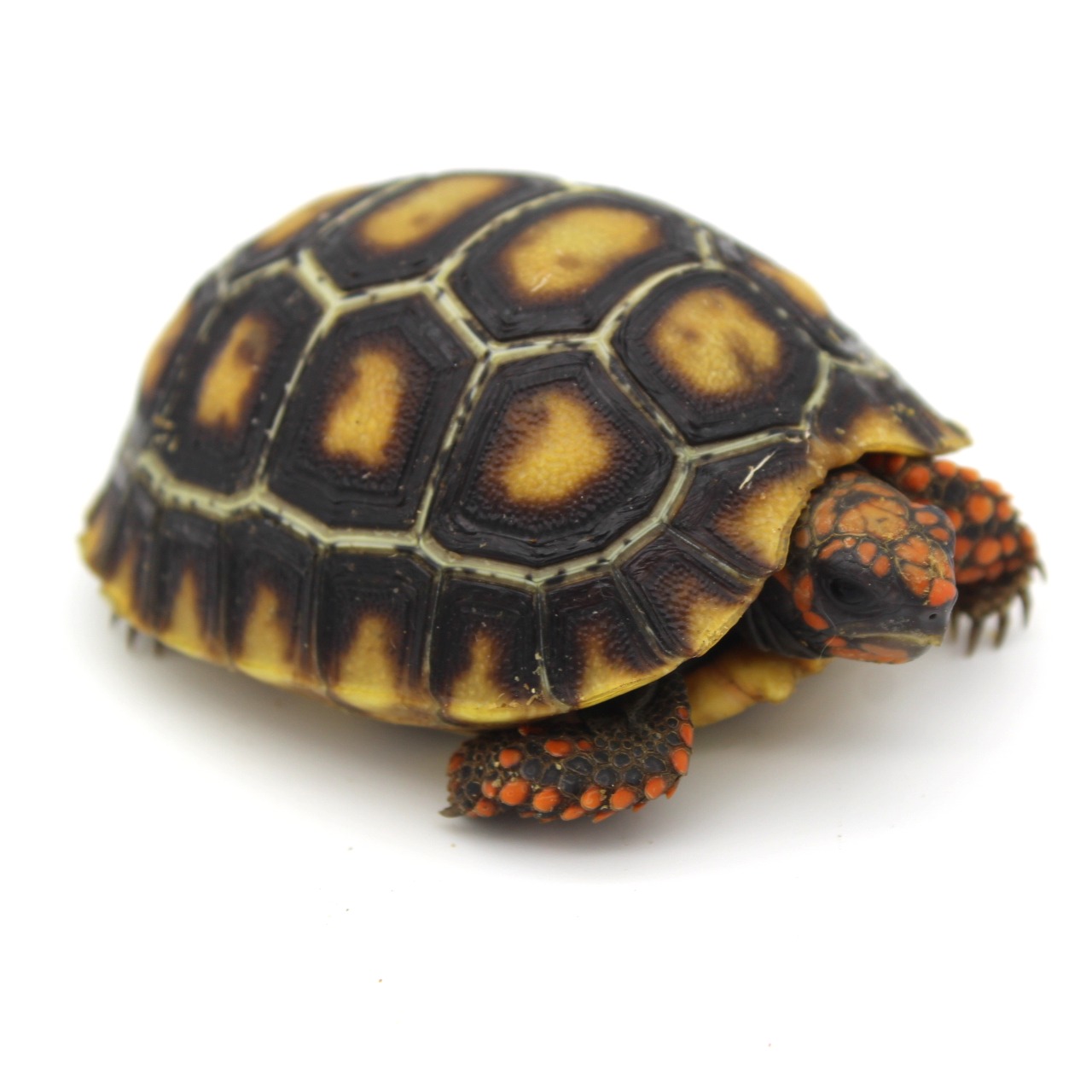 Cherry Head Tortoises for Sale