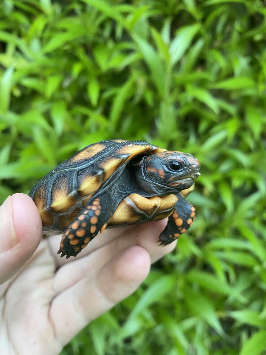 Cherry Head Tortoises for Sale 2