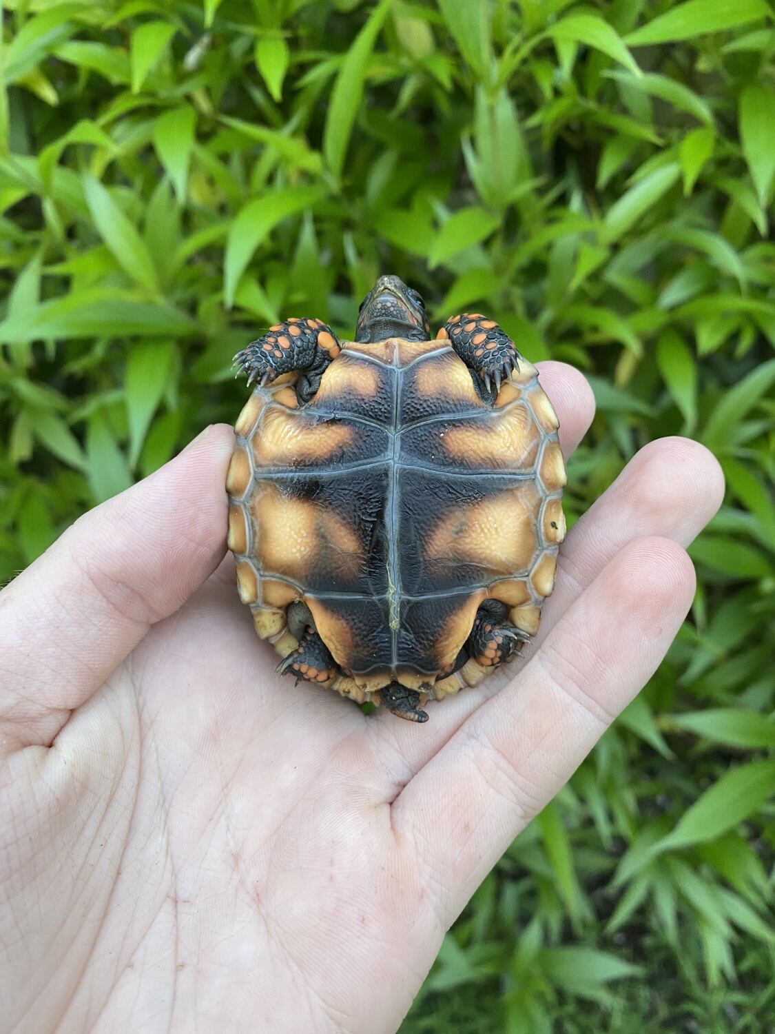 Cherry Head Tortoises for Sale 3