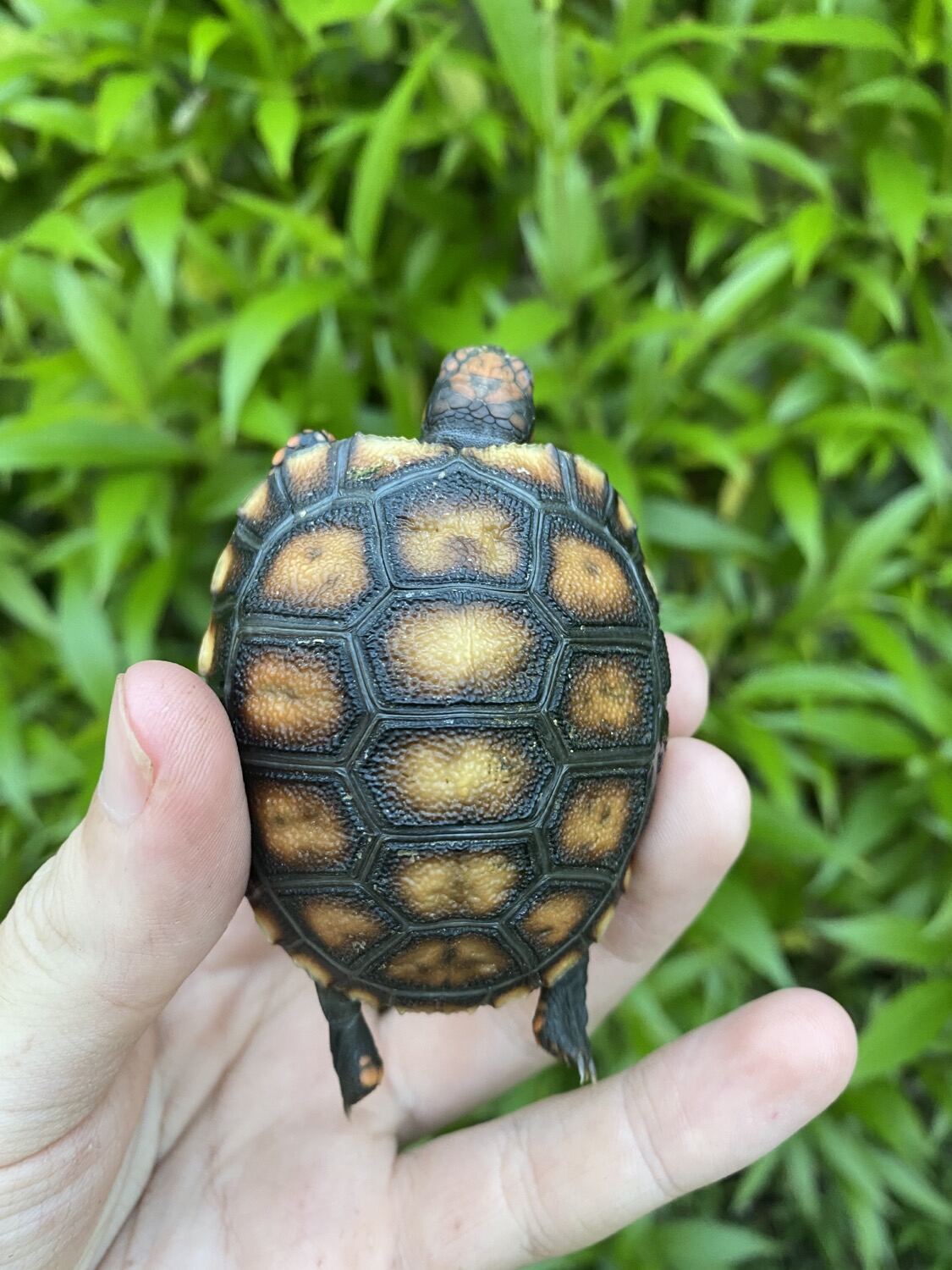 Cherry Head Tortoises for Sale 4