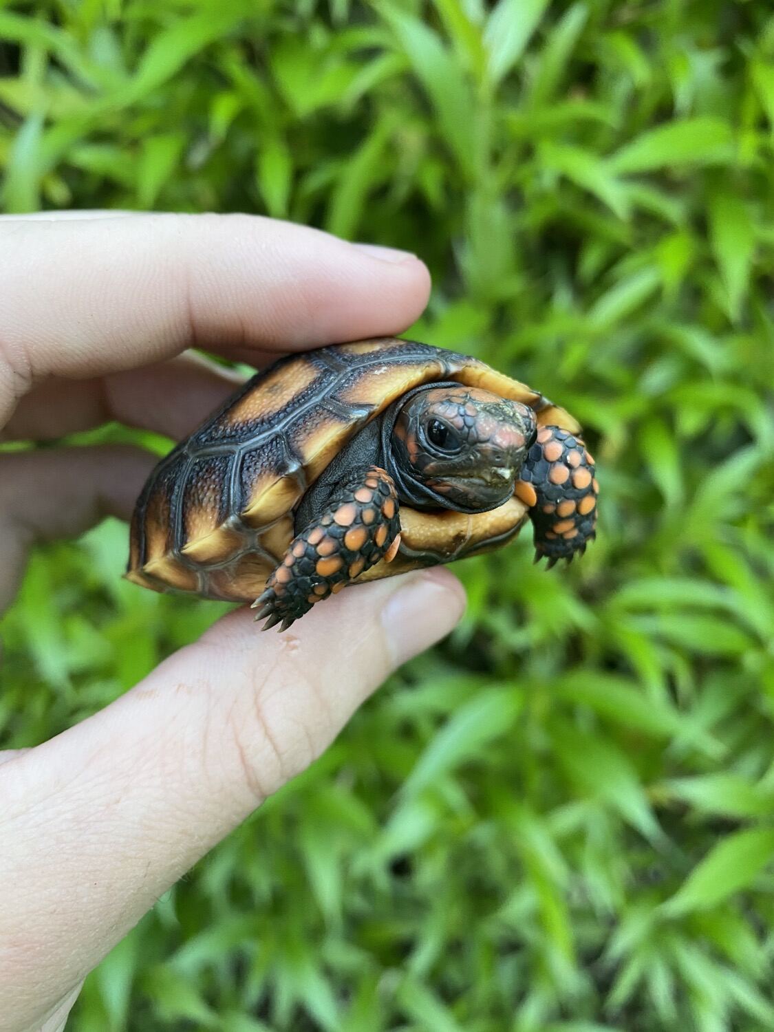 Cherry Head Tortoises for Sale 5