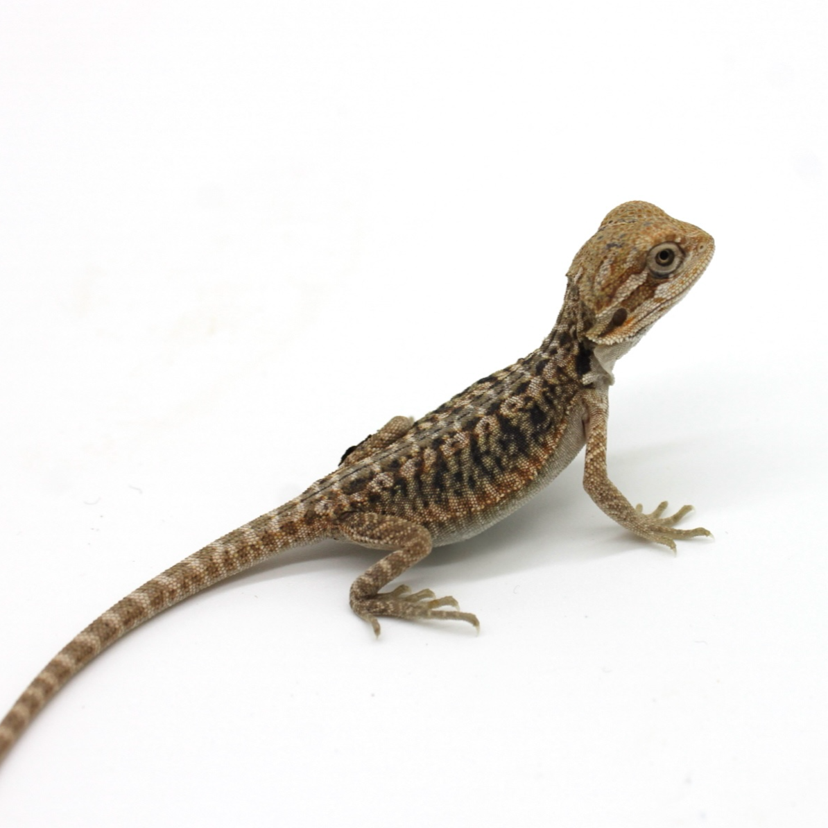 Bearded Dragons for Sale 5