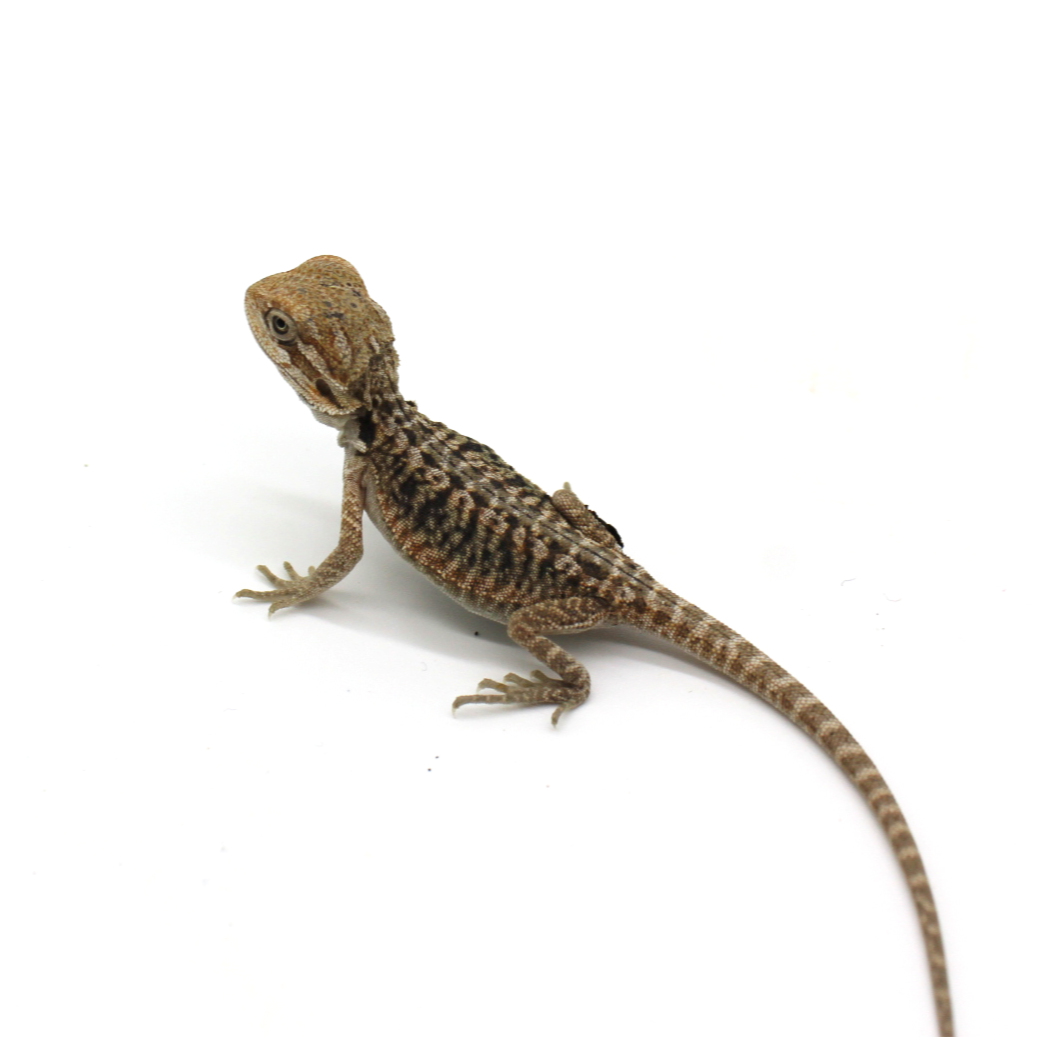 Bearded Dragons for Sale 6