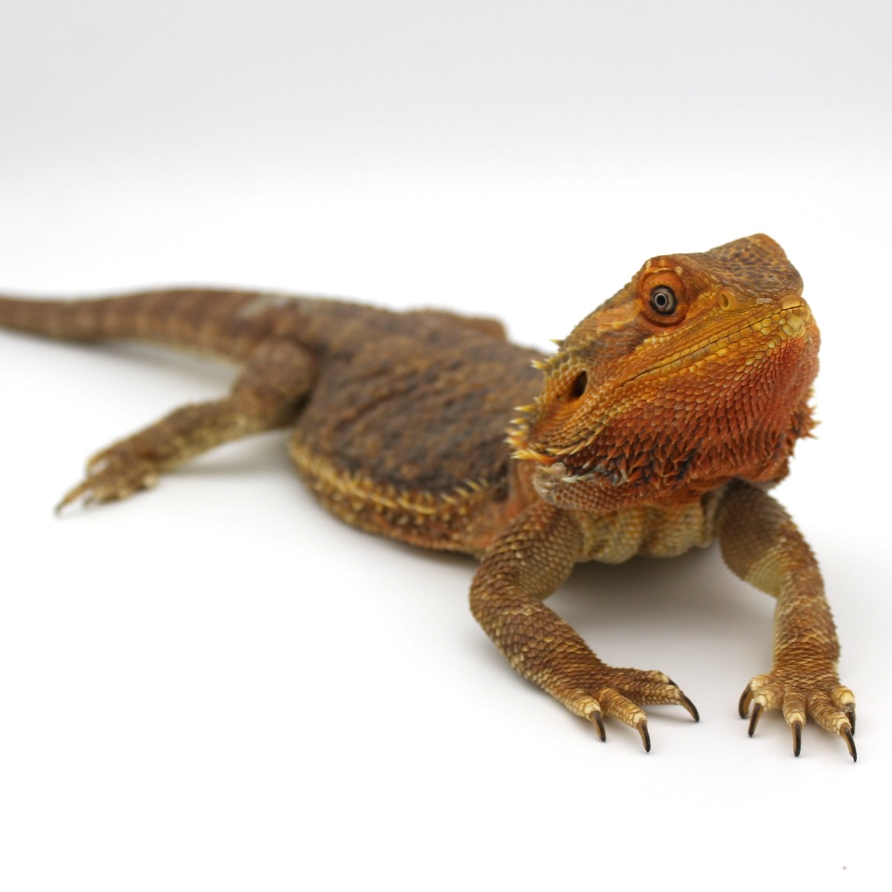 Bearded Dragons for Sale