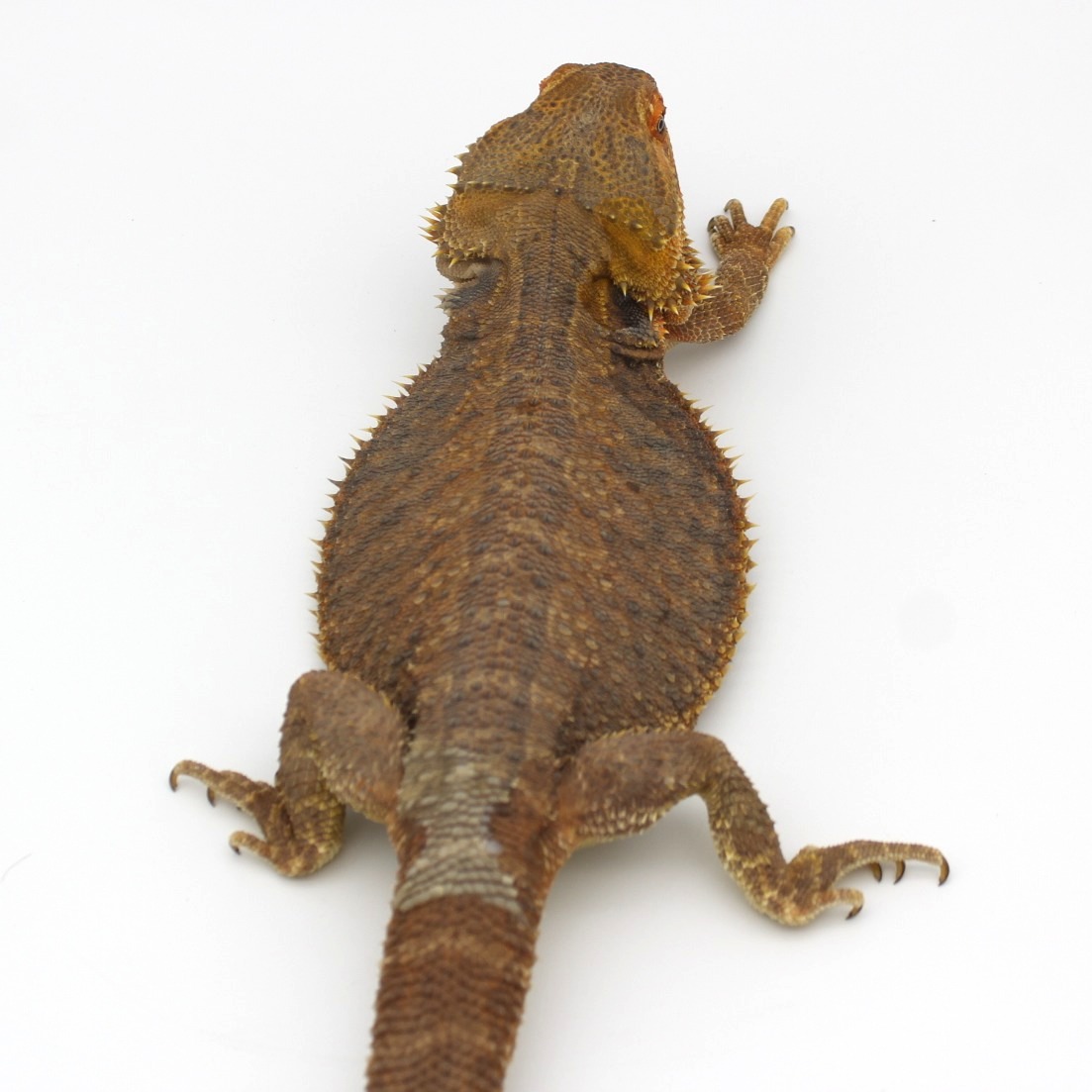 Bearded Dragons for Sale 2