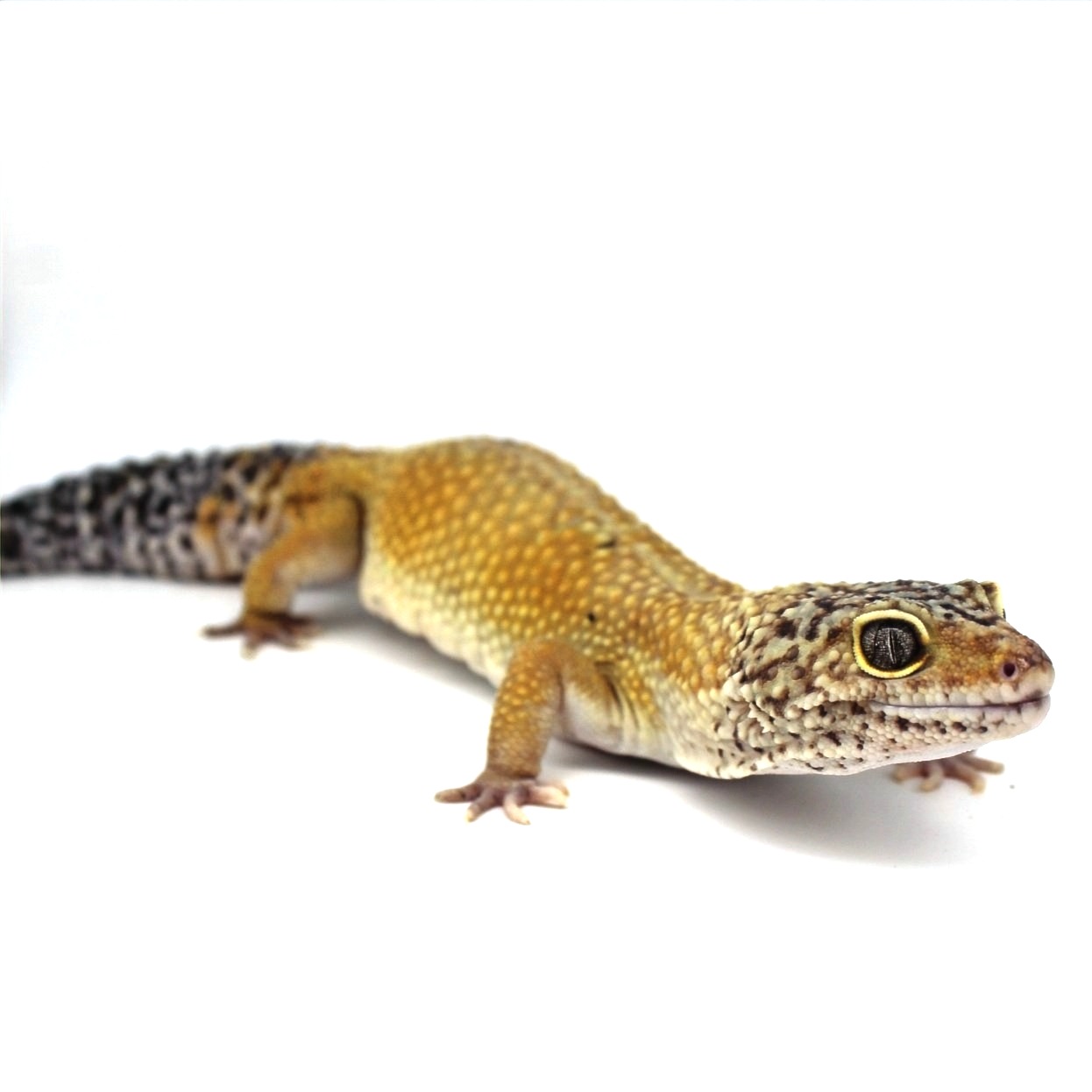 Leopard Geckos for Sale 3