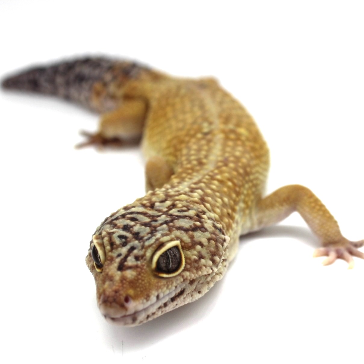 Leopard Geckos for Sale 4