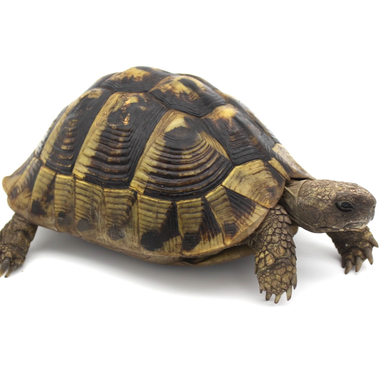 Hermann's Tortoises for Sale 2