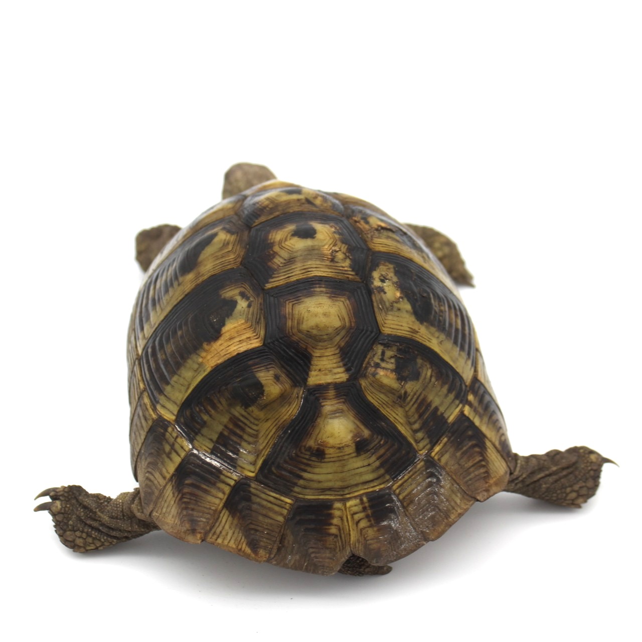 Hermann's Tortoises for Sale 3