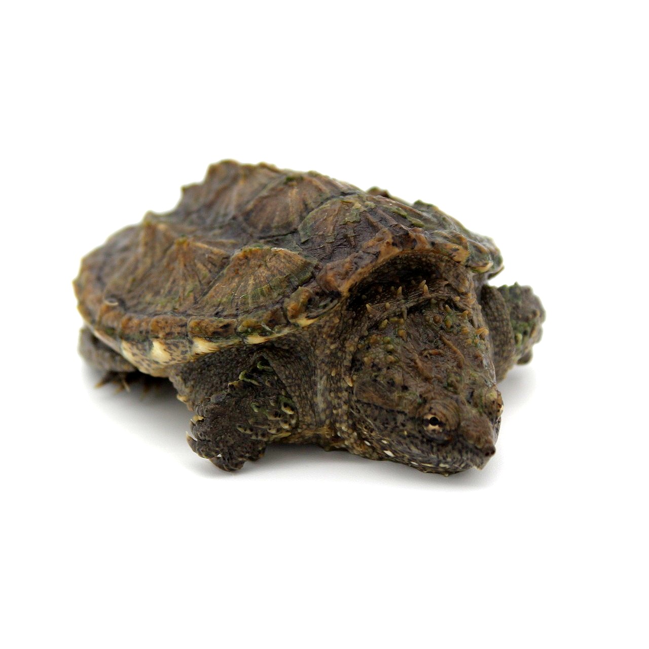 4 inch Common Snapping Turtle