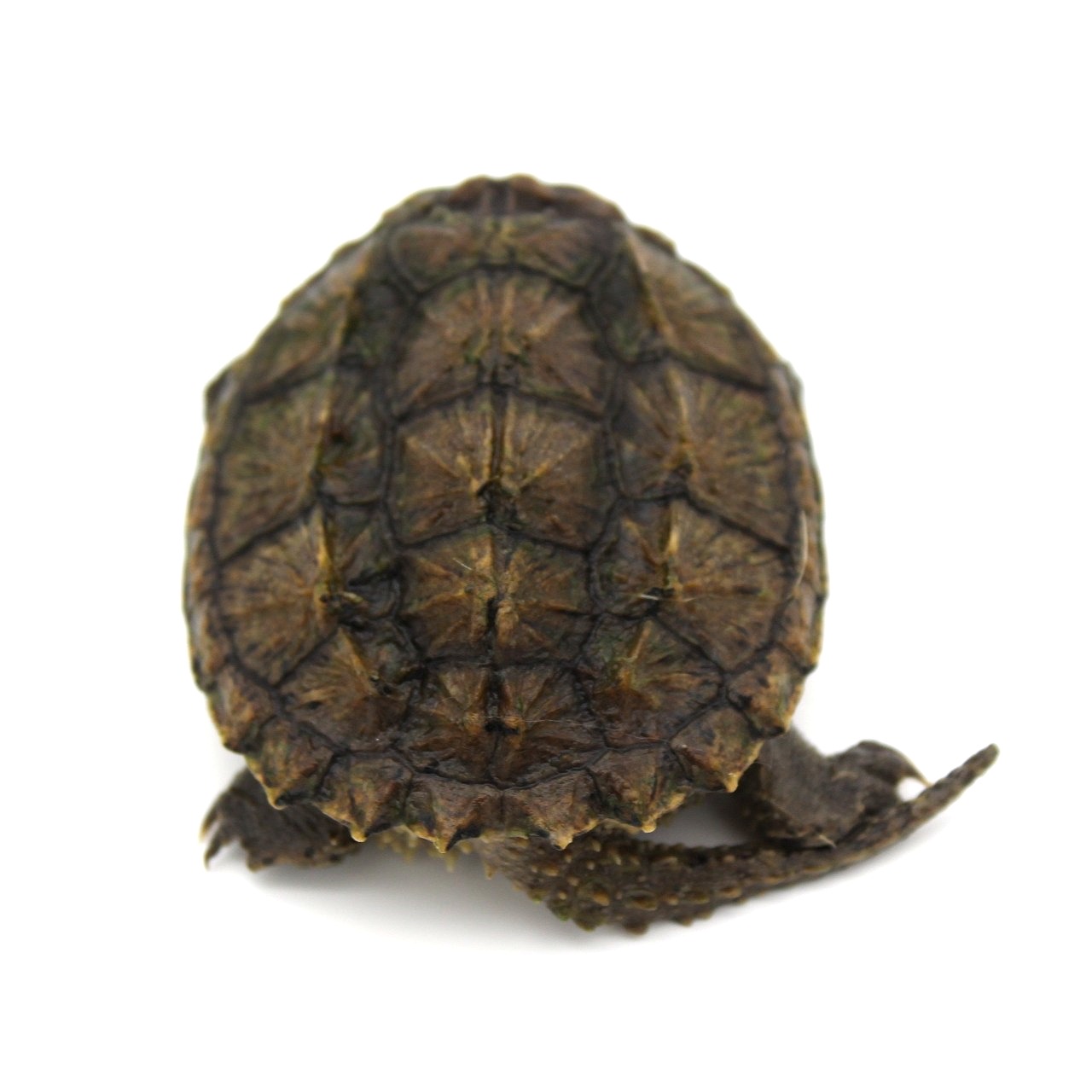 4 inch Common Snapping Turtle 2