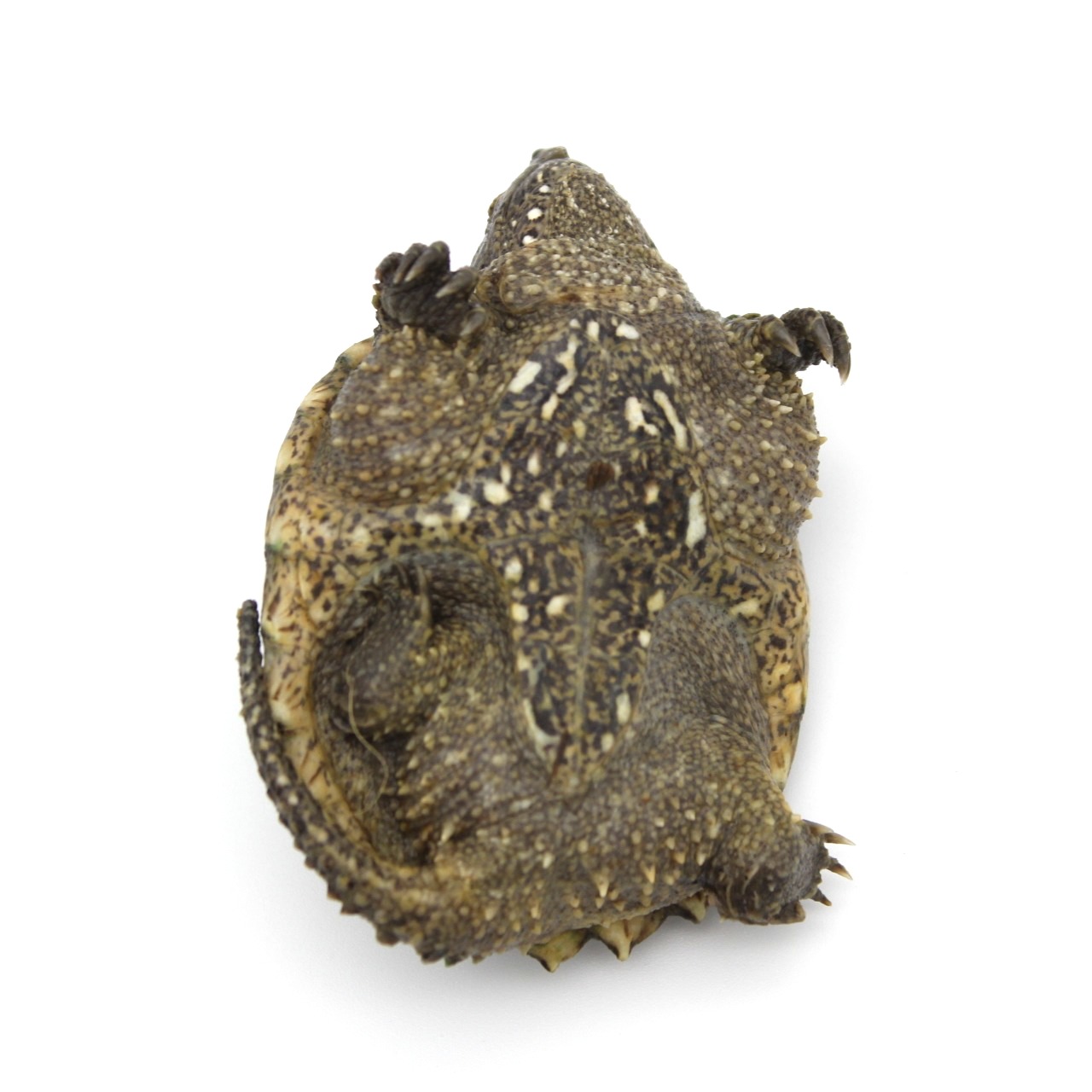 4 inch Common Snapping Turtle 3