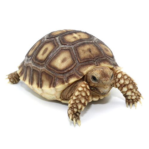 Sulcata Tortoises for Sale