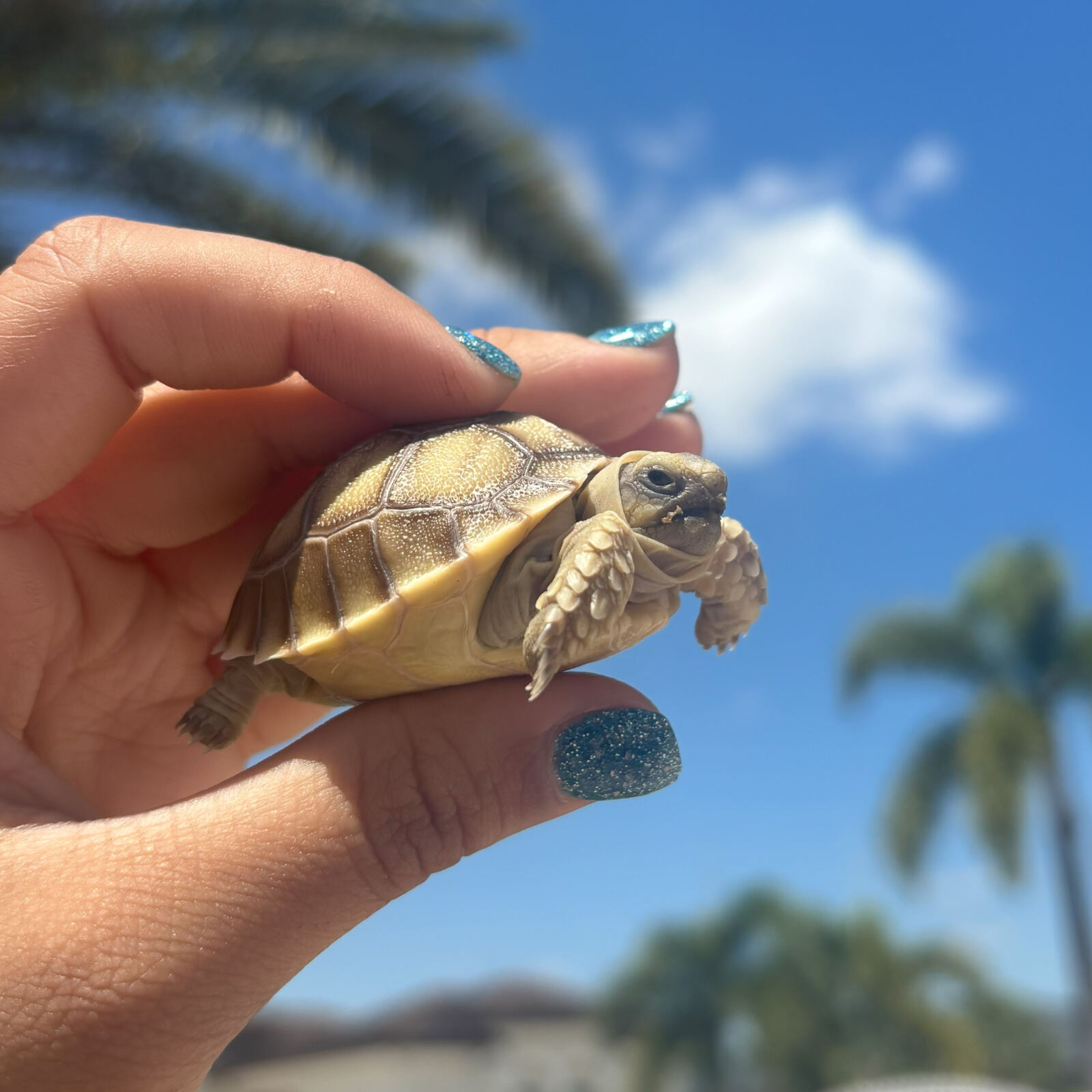 Sulcata Tortoises for Sale 2