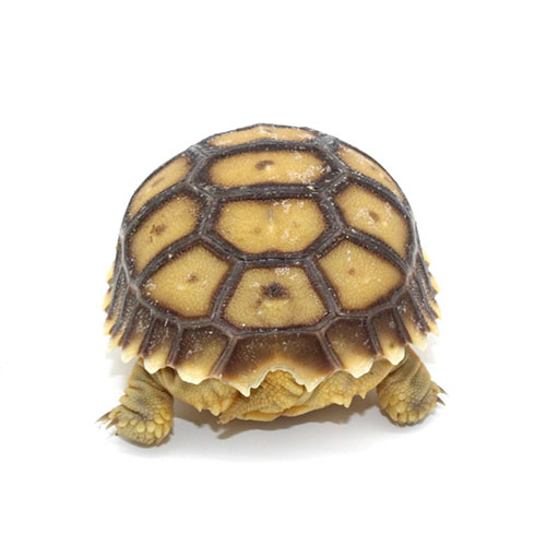 Sulcata Tortoises for Sale 3