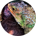 Photo of Random_reptiles_